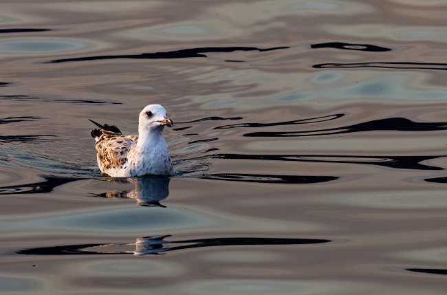 什么是氨氮?.jpg 什么是氨氮?.jpg